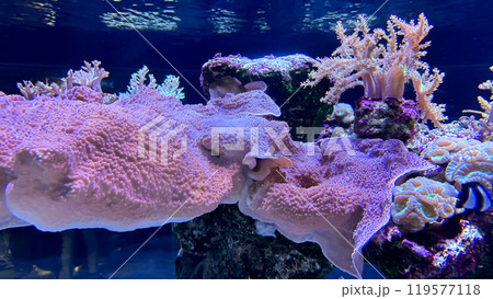 tropical fish under the water 119577118