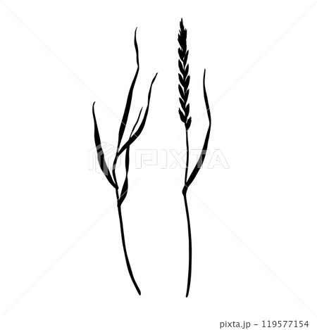Set of meadow grass, ryegrass silhouettes. Hand drawn vector illustration isolated on white background. Sketch in line art style painted by black inks For clip art banner cards Set of meadow grass, ryegrass silhouettes. Hand drawn vector illustration isolated on white background. Sketch in line art style painted by black inks For clip art banner cards 119577154