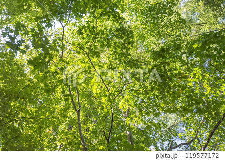 新緑の葉が美しく風に揺れる森 119577172