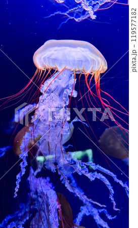 jellyfish in the aquarium 119577182