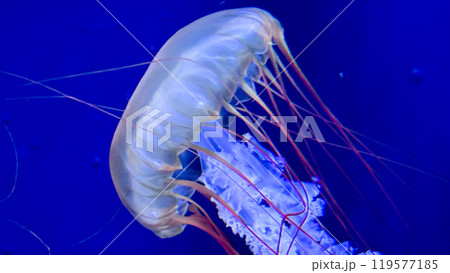 jellyfish floating in the dark sea jellyfish floating in the dark sea 119577185