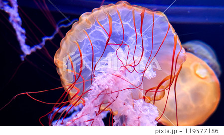 3d rendering of the sea in the dark jellyfish 3d rendering of the sea in the dark jellyfish 119577186