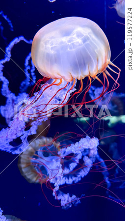 jellyfish in the aquarium jellyfish in the aquarium 119577224