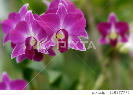 胡蝶蘭 胡蝶蘭 119577773