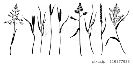 Set of grasses as bluegrass, cocksfoot, timothy, ryegrass, bents silhouettes. Hand drawn vector illustration. Botanical sketch painted by black inks. Graphic drawing for cards invitation package. Set of grasses as bluegrass, cocksfoot, timothy, ryegrass, bents silhouettes. Hand drawn vector illustration. Botanical sketch painted by black inks. Graphic drawing for cards invitation package. 119577928