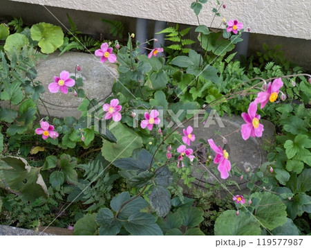 秋の庭に咲く秋明菊のピンク色の花 秋の庭に咲く秋明菊のピンク色の花 119577987