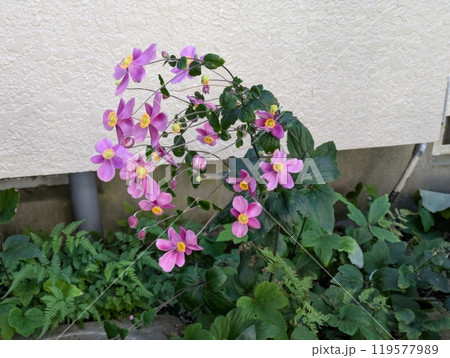 秋の庭に咲く秋明菊のピンク色の花 秋の庭に咲く秋明菊のピンク色の花 119577989