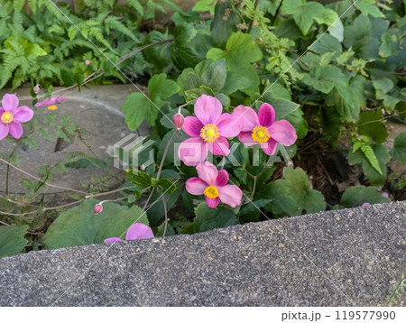 秋の庭に咲く秋明菊のピンク色の花 秋の庭に咲く秋明菊のピンク色の花 119577990