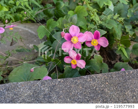 秋の庭に咲く秋明菊のピンク色の花 119577993