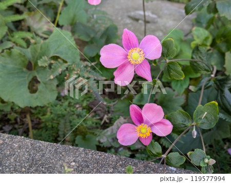 秋の庭に咲く秋明菊のピンク色の花 秋の庭に咲く秋明菊のピンク色の花 119577994