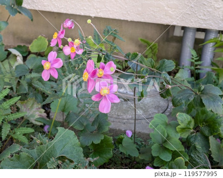秋の庭に咲く秋明菊のピンク色の花 119577995