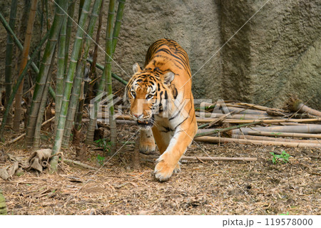 歩くアムールトラのオス 歩くアムールトラのオス 119578000