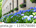 アジサイ 119578080