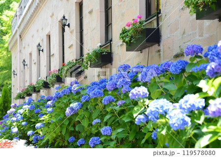 アジサイ アジサイ 119578080