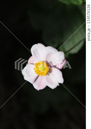 秋の庭に咲くシュウメイギクの薄桃色の花 秋の庭に咲くシュウメイギクの薄桃色の花 119578126
