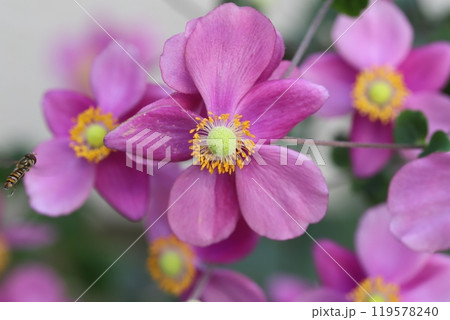 秋の庭に咲くピンク色のシュウメイギクの花 秋の庭に咲くピンク色のシュウメイギクの花 119578240