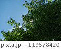 緑の葉っぱの隙間から見える夏の太陽の光	 119578420