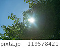 緑の葉っぱの隙間から見える夏の太陽の光	 119578421
