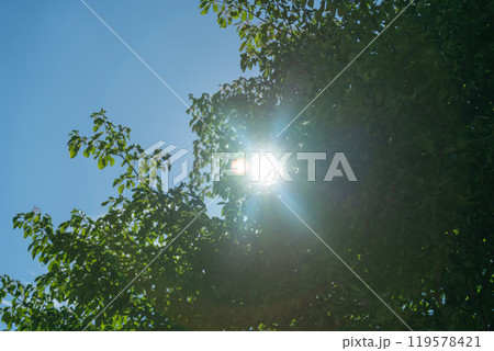 緑の葉っぱの隙間から見える夏の太陽の光	 119578421