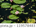 夏の池に浮かぶ蓮の花 119578483