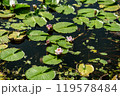 夏の池に浮かぶ蓮の花 119578484