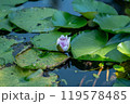 夏の池に浮かぶ蓮の花 119578485