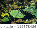 夏の池に浮かぶ蓮の花 119578486