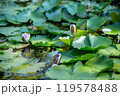 夏の池に浮かぶ蓮の花 119578488