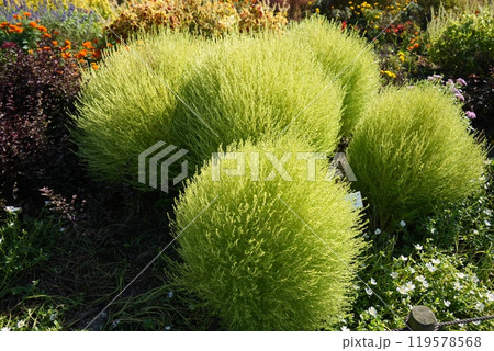 コキア コキア 119578568