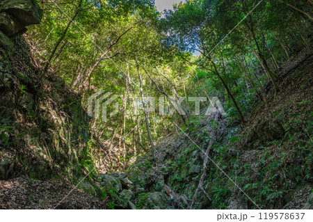 交野の雑木林 大阪府交野市 交野の雑木林 大阪府交野市 119578637