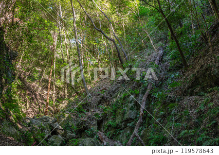 交野の雑木林　大阪府交野市 119578643