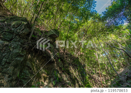 交野の雑木林　大阪府交野市 119578653
