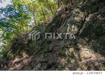 交野の雑木林 大阪府交野市 交野の雑木林 大阪府交野市 119578657