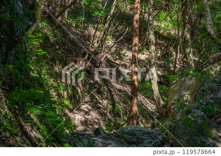 交野の雑木林　大阪府交野市 119578664