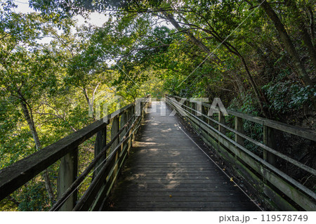 大阪府民の森ほしだ園地 かわぞいの路 森林鉄道風歩道橋 大阪府交野市 大阪府民の森ほしだ園地 かわぞいの路 森林鉄道風歩道橋 大阪府交野市 119578749