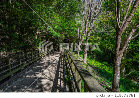 大阪府民の森ほしだ園地 かわぞいの路 大阪府交野市 大阪府民の森ほしだ園地 かわぞいの路 大阪府交野市 119578761