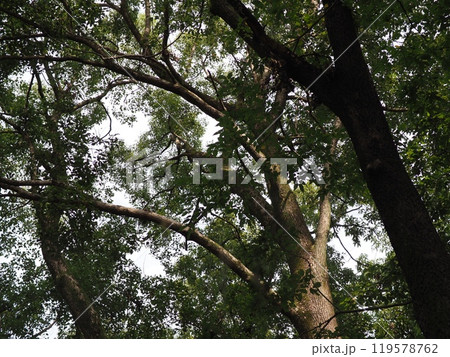 大きな木　深い緑　癒やし　コピースペース　時の流れを感じる　苔　幹が素敵 119578762