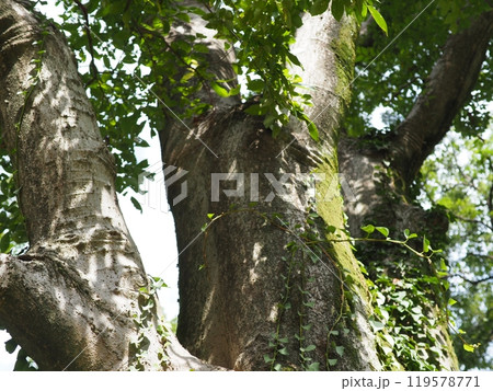 大きな木 深い緑 癒やし コピースペース 時の流れを感じる 苔 幹が素敵 大きな木 深い緑 癒やし コピースペース 時の流れを感じる 苔 幹が素敵 119578771