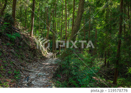 星のブランコへ続くハイキングコース ぼうけんの路 大阪府交野市 星のブランコへ続くハイキングコース ぼうけんの路 大阪府交野市 119578776