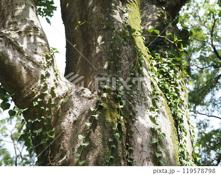 大きな木 深い緑 癒やし コピースペース 時の流れを感じる 苔 幹が素敵 大きな木 深い緑 癒やし コピースペース 時の流れを感じる 苔 幹が素敵 119578798