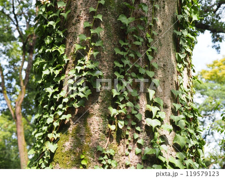 春の日差しを浴びる雑草　コピースペース　緑の癒やし　光と影　緑に癒やされて 119579123