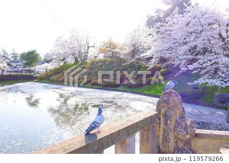 満開の桜 花筏 松が岬公園 満開の桜 花筏 松が岬公園 119579266