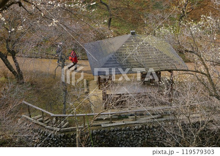 2月後半今まさにこれから青梅市1分から2分咲きの吉野梅郷4 119579303