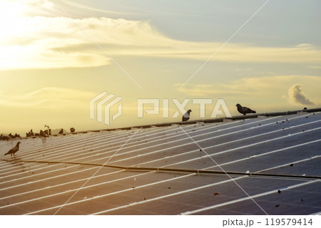 a group of pigeons sat and flew over the surface of the panels. The pigeons also made dirtyness by pooping and reduced the efficiency of solar cells, maintenance concepts, soft focus. a group of pigeons sat and flew over the surface of the panels. The pigeons also made dirtyness by pooping and reduced the efficiency of solar cells, maintenance concepts, soft focus. 119579414
