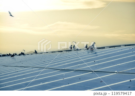 a group of pigeons sat and flew over the surface of the panels. The pigeons also made dirtyness by pooping and reduced the efficiency of solar cells, maintenance concepts, soft focus. a group of pigeons sat and flew over the surface of the panels. The pigeons also made dirtyness by pooping and reduced the efficiency of solar cells, maintenance concepts, soft focus. 119579417