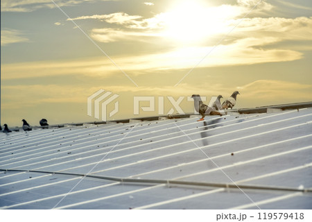 a group of pigeons sat and flew over the surface of the panels. The pigeons also made dirtyness by pooping and reduced the efficiency of solar cells, maintenance concepts, soft focus. a group of pigeons sat and flew over the surface of the panels. The pigeons also made dirtyness by pooping and reduced the efficiency of solar cells, maintenance concepts, soft focus. 119579418