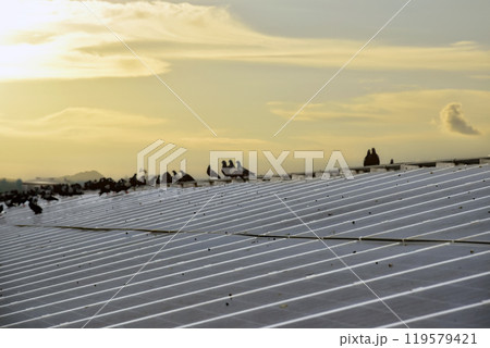 a group of pigeons sat and flew over the surface of the panels. The pigeons also made dirtyness by pooping and reduced the efficiency of solar cells, maintenance concepts, soft focus. 119579421