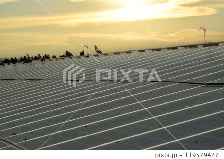a group of pigeons sat and flew over the surface of the panels. The pigeons also made dirtyness by pooping and reduced the efficiency of solar cells, maintenance concepts, soft focus. 119579427