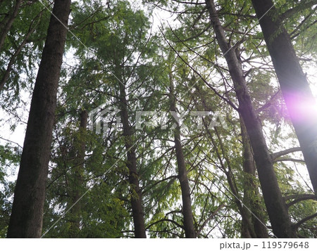 森の中から見える太陽　木々のキラメキ　コピースペース　癒やしの時間　森に癒やされて　緑のキラメキ 119579648