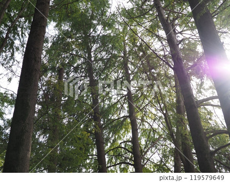 森の中から見える太陽　木々のキラメキ　コピースペース　癒やしの時間　森に癒やされて　緑のキラメキ 119579649